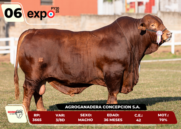 Lote LOTE 6