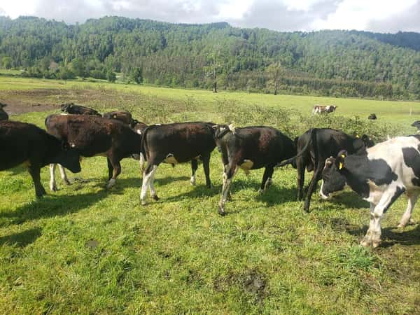 Lote 150 Ternero en Villarrica, IX Región Araucanía