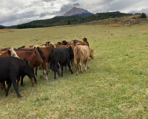 Lote 25 Novillo Engorda en XI Región Aysén, Coyhaique