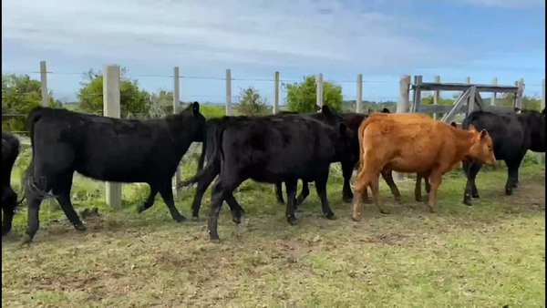 Lote 52 Terneras en Castillos, Rocha