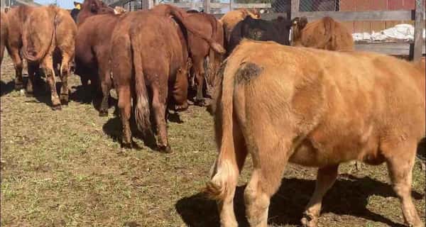 Lote 30 Vaquilla Engorda en Río Bueno, XIV Región Los Ríos