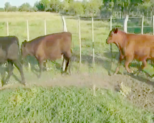 Lote 47 Novillitos en Entre Ríos, Villaguay