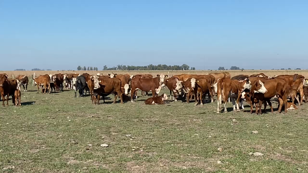 Lote 50 Vacas nuevas C/ cria en Esquina, Corrientes