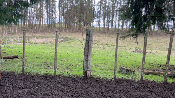 Lote 31 Vaquillonas preñadas en Siete Cerros, Rocha