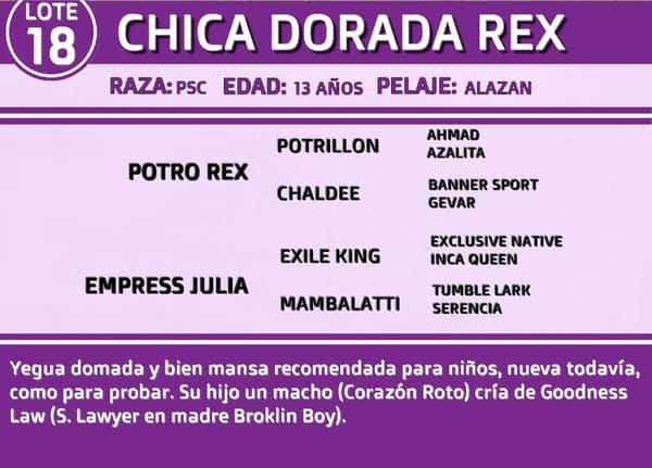 Lote CHICA DORADA REX