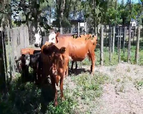 Lote 6 Vacas en Gral. Lamadrid, Buenos Aires