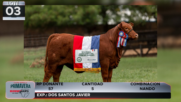 Lote LOTE 3