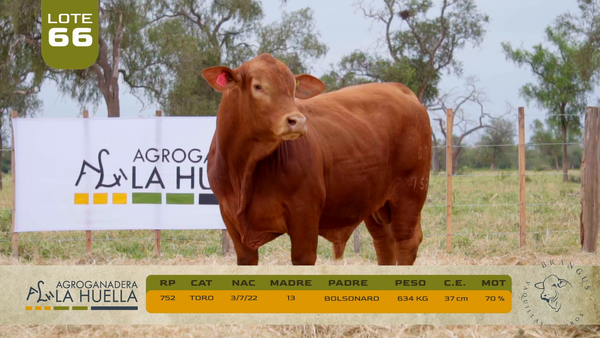 Lote LOTE 66