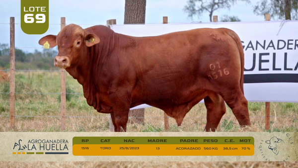 Lote LOTE 69