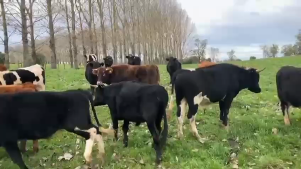Lote 45 Novillo Gordo en Río Bueno, XIV Región Los Ríos