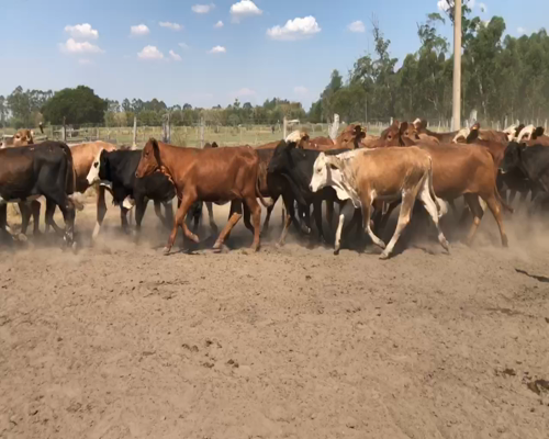 Lote 70 Terneros/as en Bella Vista, Corrientes