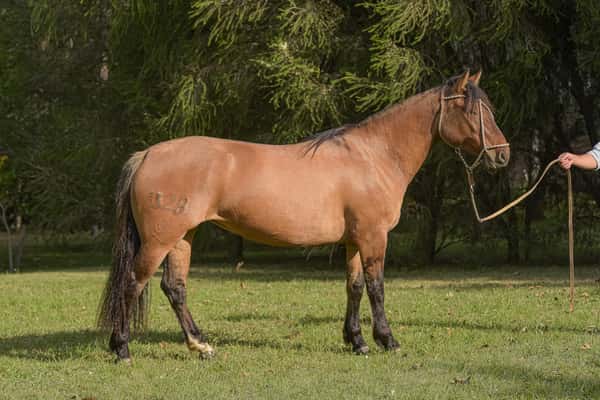 Lote Yubely Macaqueta