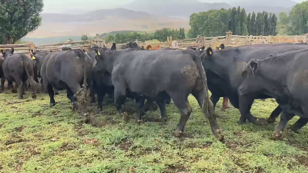 Lote 36 Novillo Gordo en Coyhaique, XI Región Aysén