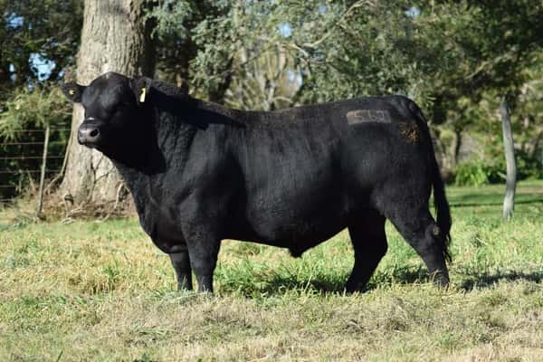 Lote 567 CONDOR CARROGE (negro)