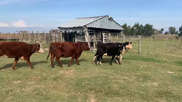 Lote 4 Vaquillonas 1 a 2 años HEREFORD Y ANGUS a remate en Pantalla Camy Mayo - Desde La Cuenca 400kg - , San José