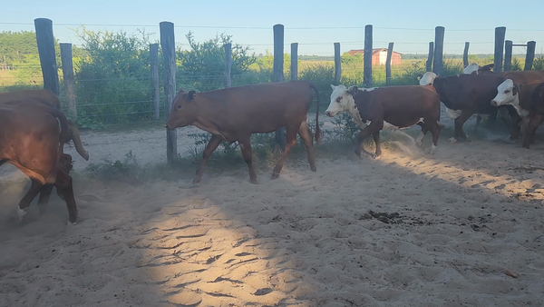 Lote 27 Vaquillonas en Esquina, Corrientes
