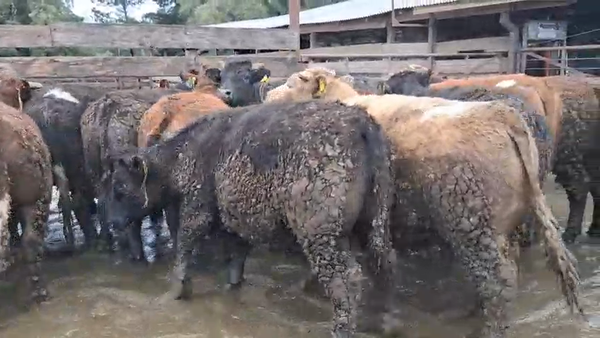Lote 20 Novillo Gordo en Los Ángeles, VIII Región Biobío
