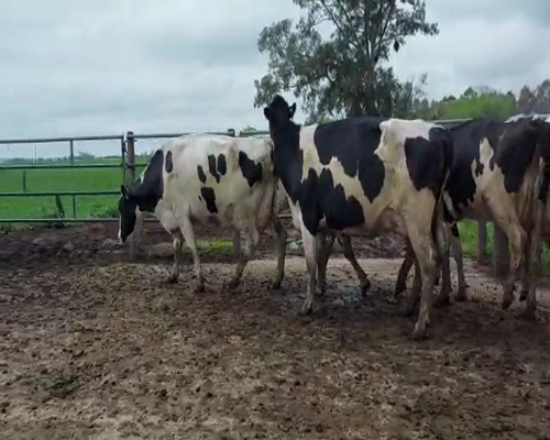 Lote Lote 28