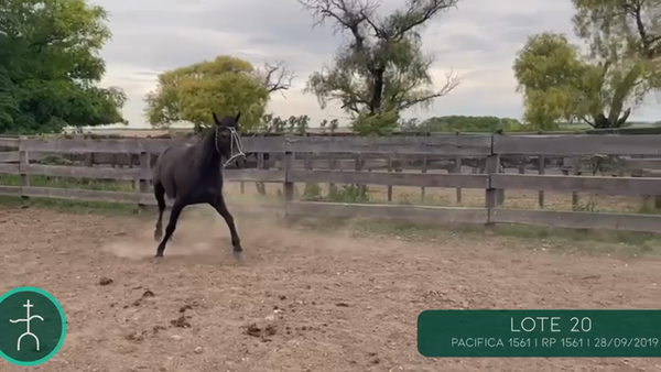 Lote PACIFICA 1561