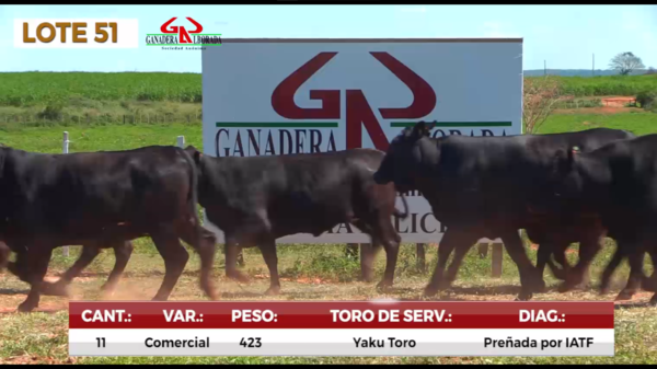 Lote LOTE 51
