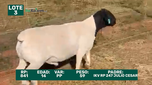 Lote LOTE 3