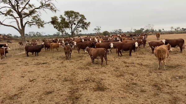 Lote 135 Vacas nuevas C/ gtia de preñez en Bandera, Santiago del Estero