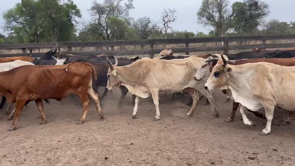 Lote 70 Vacas de invernar en Juan José Castelli, Chaco