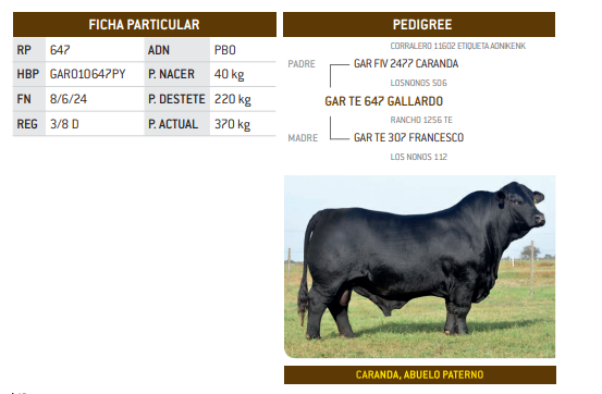 Lote LOTE 38