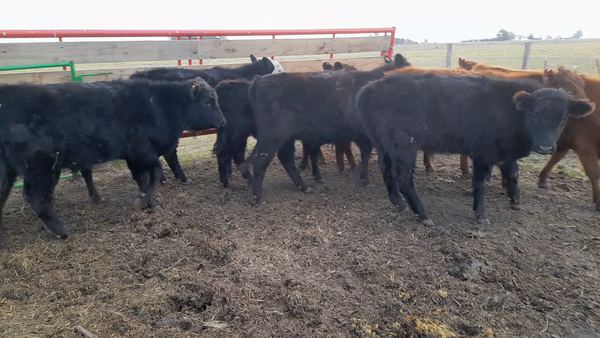 Lote 11 Terneros/as LAPRIDA