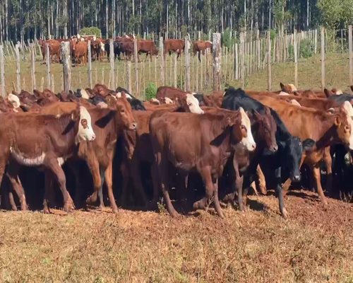 Lote 80 Terneras en Virasoro, Corrientes