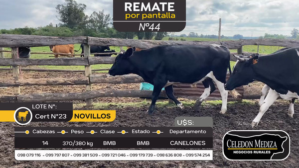 Lote 14 Novillos en Canelones