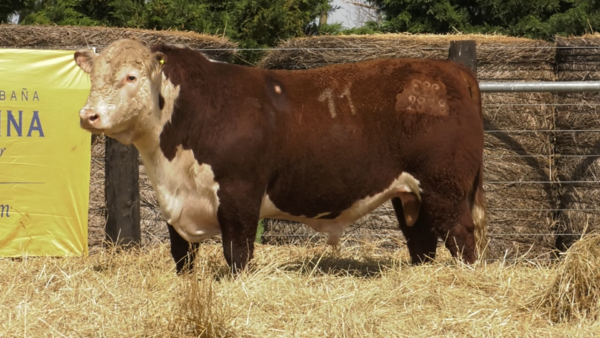 Lote TOROS P. HEREFORD PURO REGISTRADO