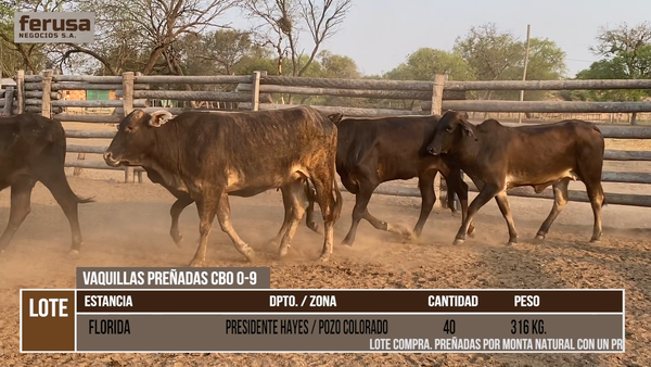 Lote LOTE 2 - 40 VAQUILLAS PREÑADAS CBO 0-9