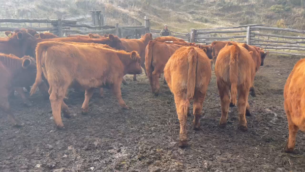 Lote 34 Ternera en XI Región Aysén, Coyhaique