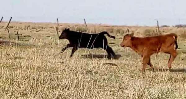 Lote 25 Vacas Paridas en Ayacucho, Buenos Aires