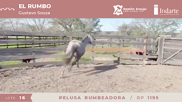 Lote PELUSA RUMBEADORA