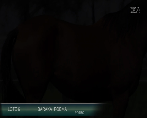 Lote BARAKA POEMA