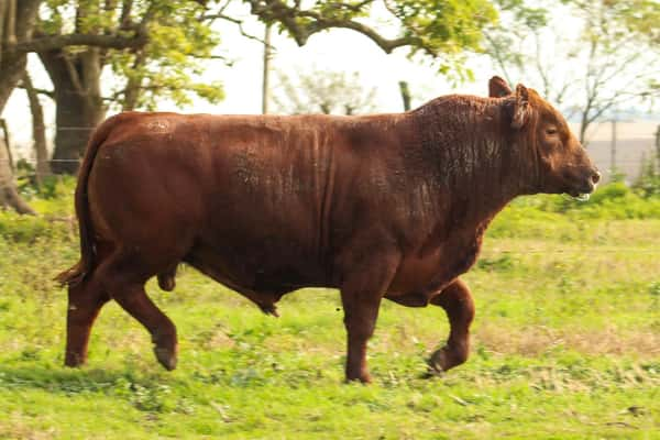 Lote CABAÑA COEMBOTÁ: RP 244