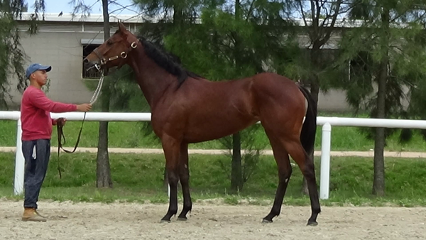 Lote LA CAPITANA