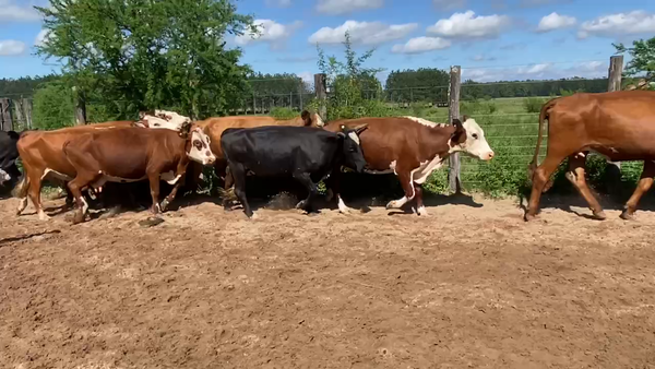 Lote 25 Vacas nuevas C/ cria en Esquina, Corrientes