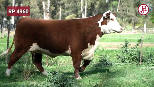 Lote VAQUILLONAS PREÑADAS PURAS DE PEDIGREE POLLED HEREFORD