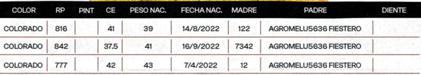 Lote "TRES MOLINOS"  TOROS  P.C.