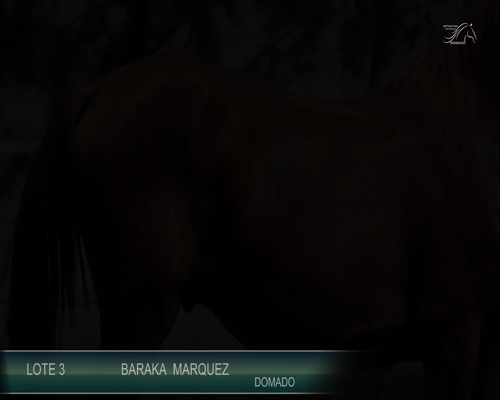 Lote BARAKA MARQUES