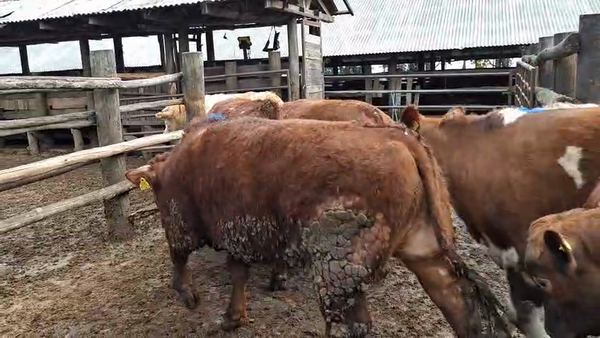 Lote 20 Novillo Gordo en Chillán, XVI Región Ñuble
