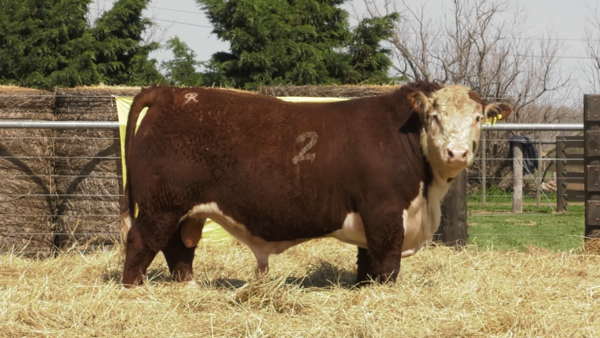 Lote TOROS P. HEREFORD PURO REGISTRADO