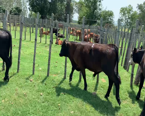 Lote 4 Terneros en Melo, Cerro Largo