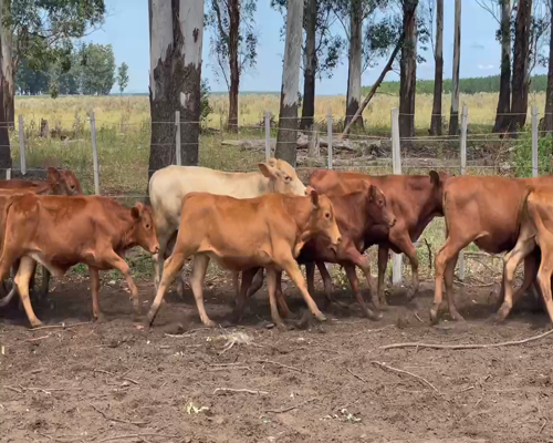 Lote 130 Terneros en Ituzaingó, Corrientes