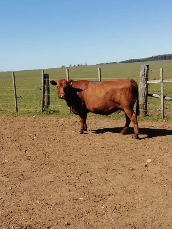Lote 5 VACAS SA VACIAS