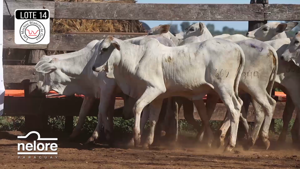 Lote LOTE 14