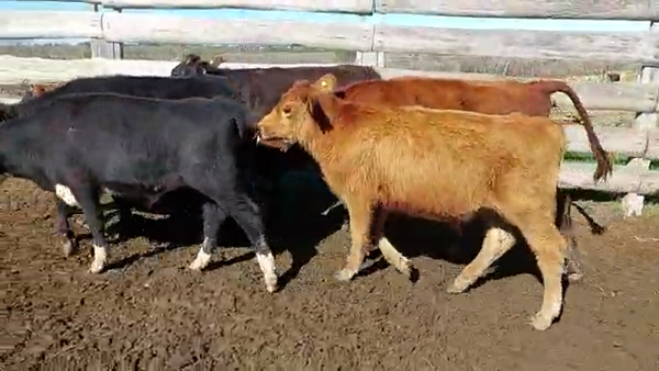 Lote 25 novillos angus y hereford